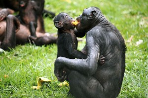 bonobo-food-sharing_0