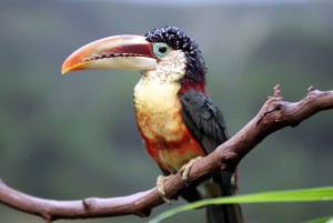 toucan-214714_640