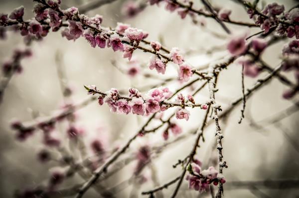 peach-blossom-in-spring